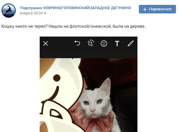 На Флотской неравнодушные жители сняли с дерева кошку