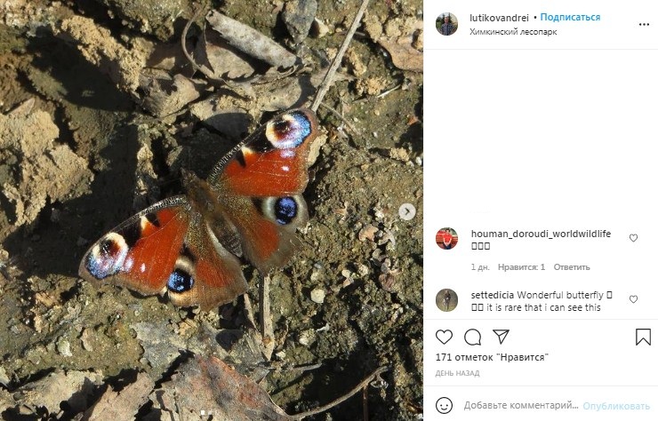 Редкую бабочку обнаружили в Химкинском лесопарке