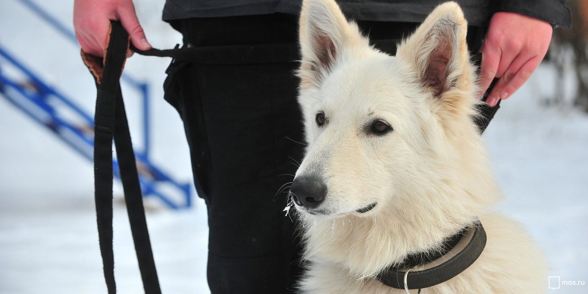В Грачевском парке состоится праздник, посвященный собакам-героям войны