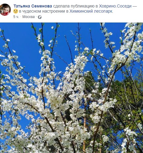 Фото дня: в Химкинском лесопарке расцвела вишня