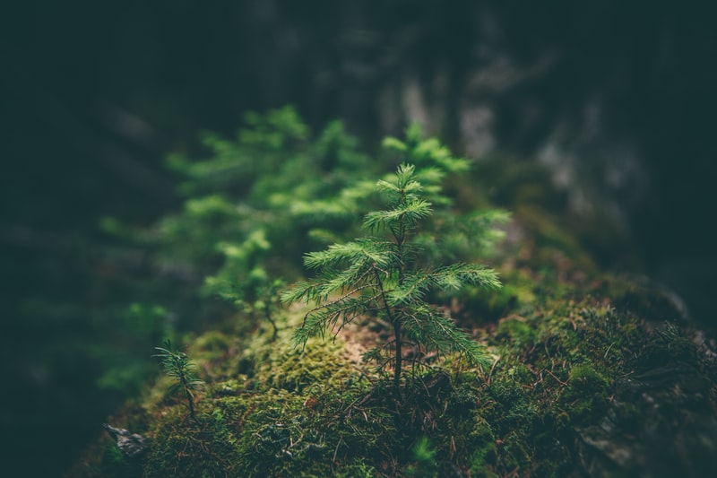 В Химкинском лесопарке можно посадить именное дерево 