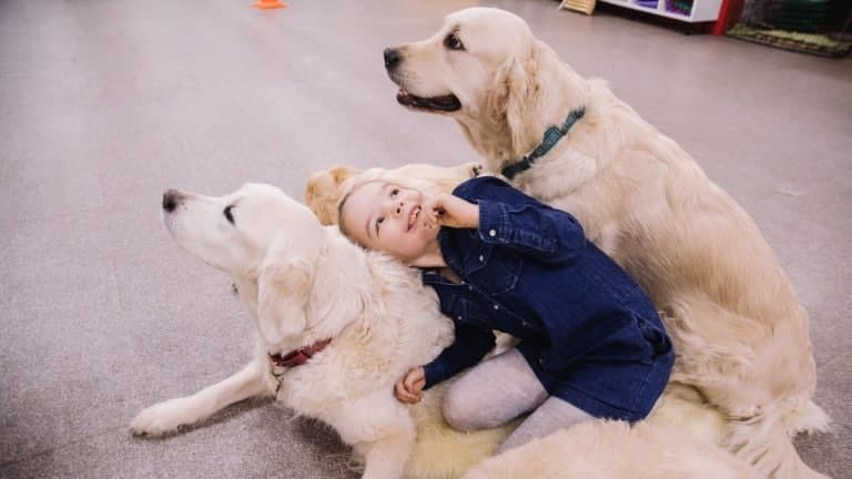 На Петрозаводской улице тренируют собак, которые помогут детям с тяжёлыми заболеваниями